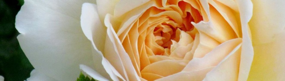 Begin.Believe.Become